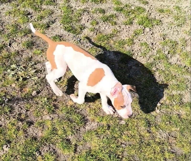 AMERICKÝ STAFORDŠÍRSKY TERIÉR s PP - 2