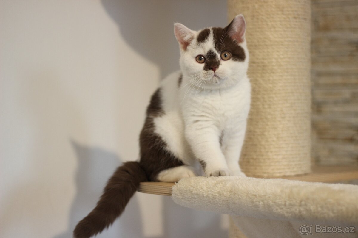 Britská koťátka s PP - 2