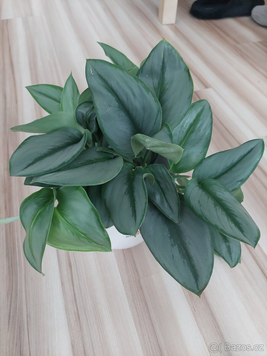 Scindapsus treubii moonlight - 2