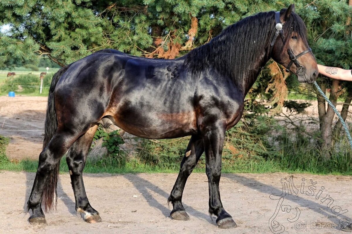Připouštěni - Českomoravský Belgik - 2