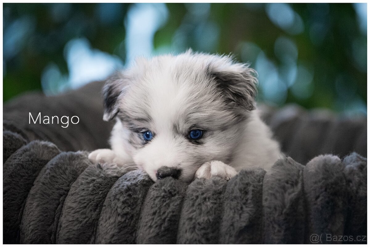 Border Collie, Border Kolia s PP FCI barva Blue Merle - 2