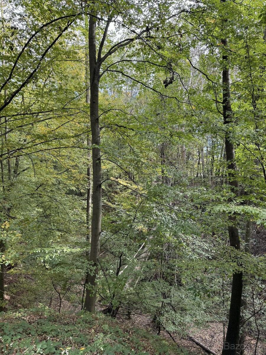 Prodám lesní pozemek v k.ú. Záblatí u Bohumína, p.č. 1454/28 - 2