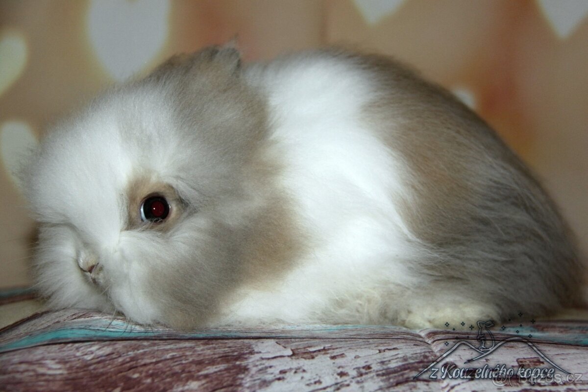 Zakrslý králíček Teddy s VP/samička ARICA_ doprava po ČR - 2