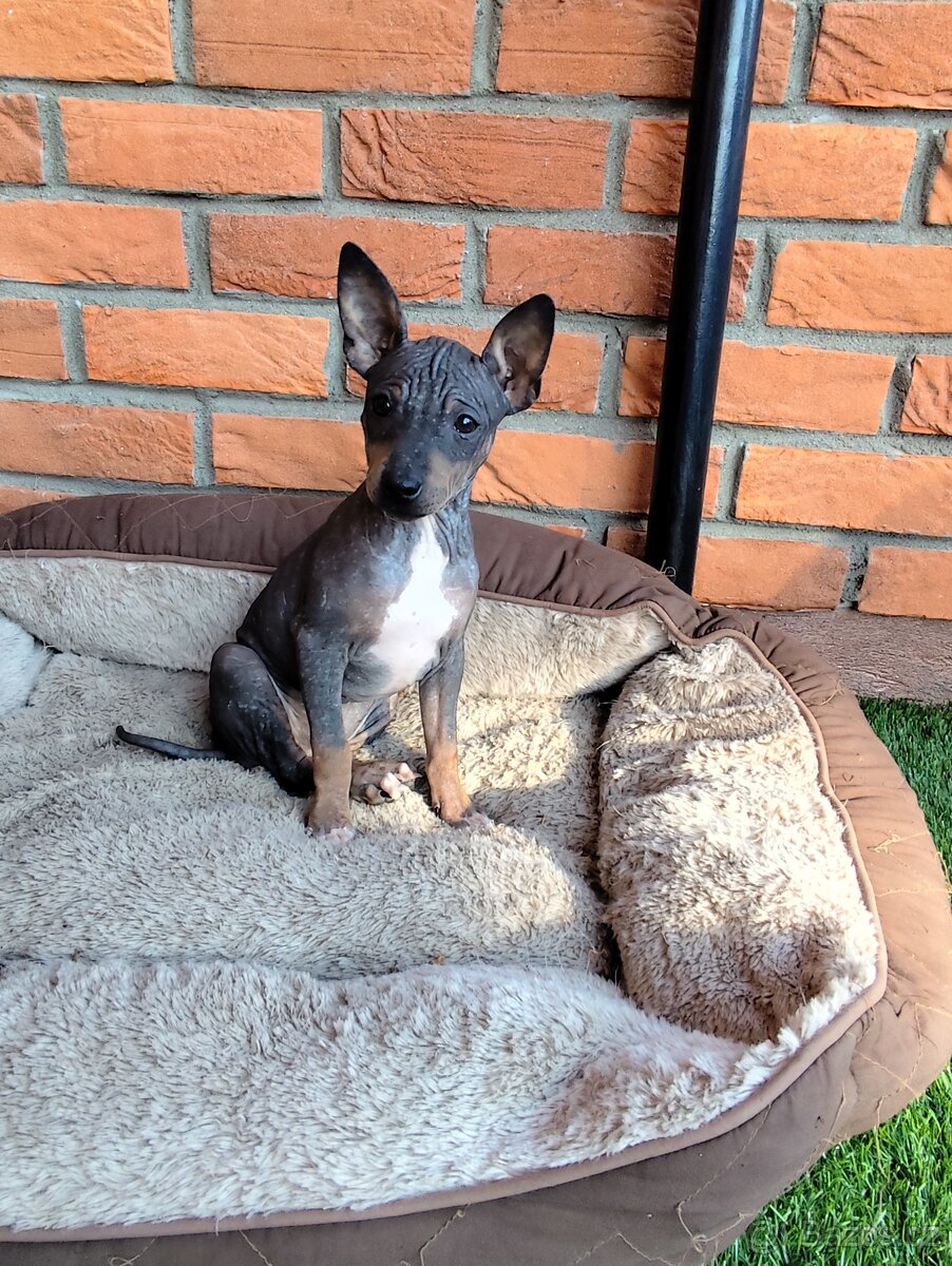 Americký bezsrstý teriér - 2