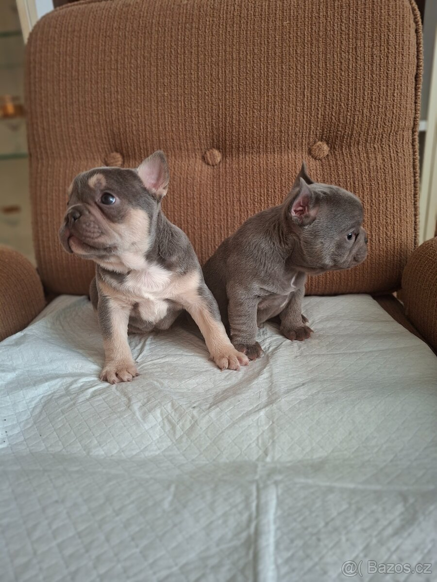 Francouzský buldoček - 2