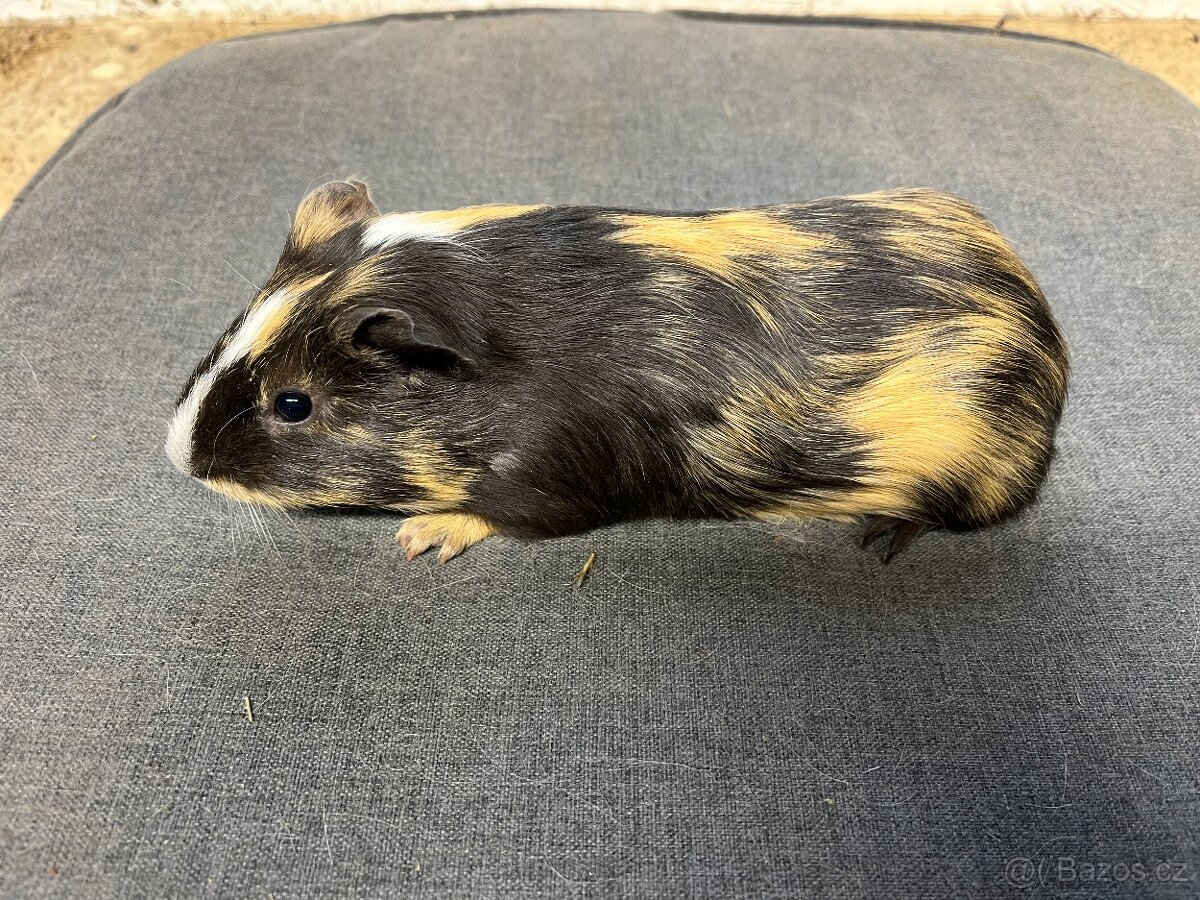 Morče, morčata - hladká, prodej - 2