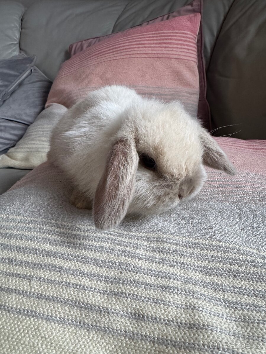 Zakrslý králíček beránek 1 - 2