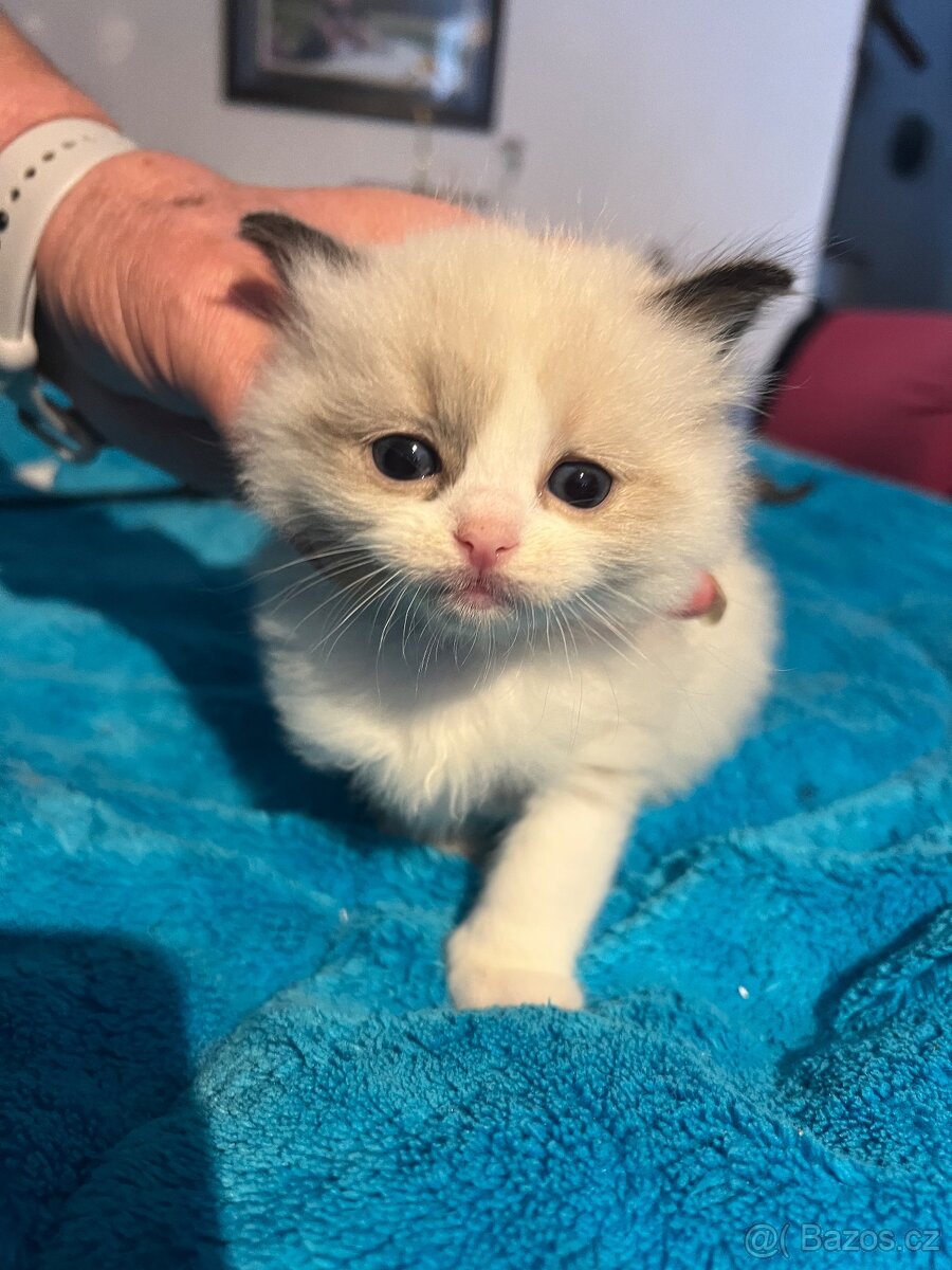 Rezervace koťat - 2