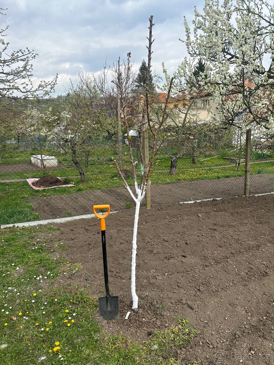 Stromky meruňka - 2