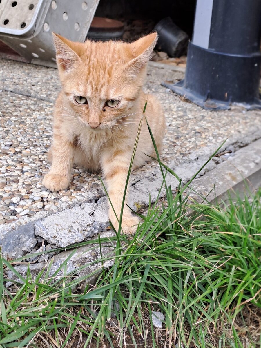 Darujeme kotě - zrzavého kocourka - 2