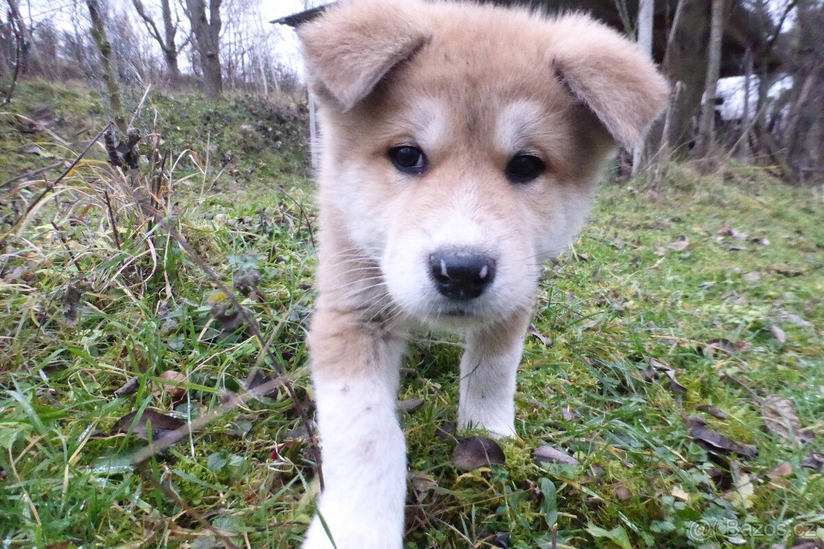 Prodám 2 štěňátka Akita Inu - 2