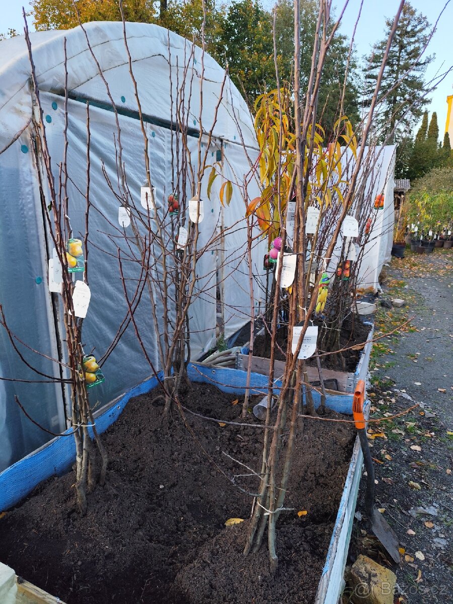 Ovocné stromky a keře - 2