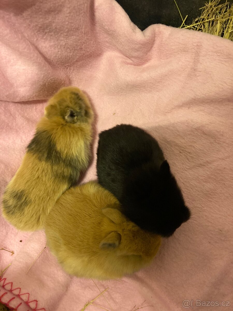 Zakrslí králík - 2