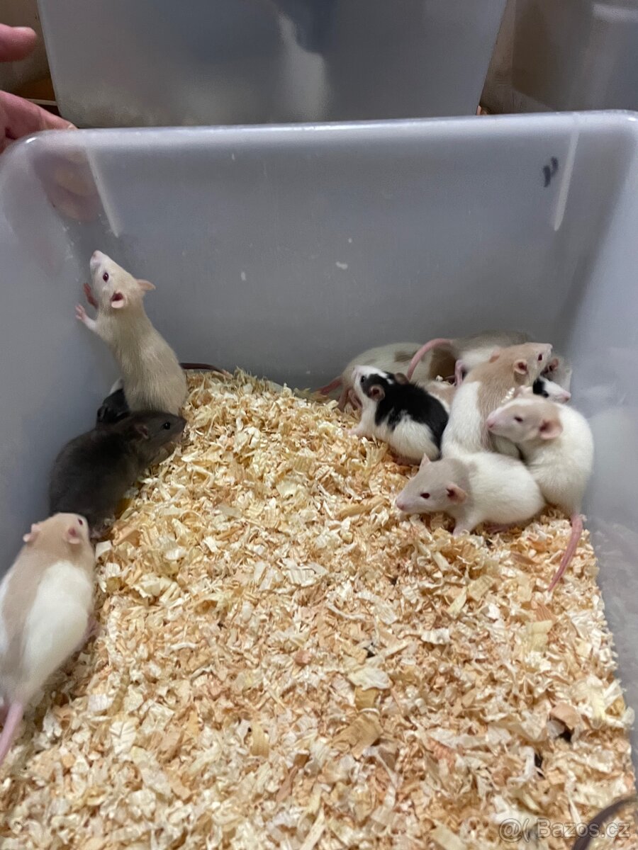 Mastomyši a potkani - 2