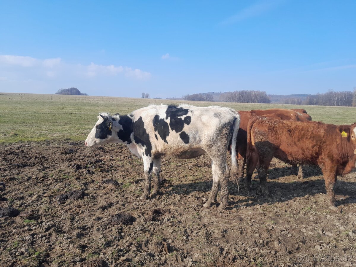 Březí jalovice H100 - 2