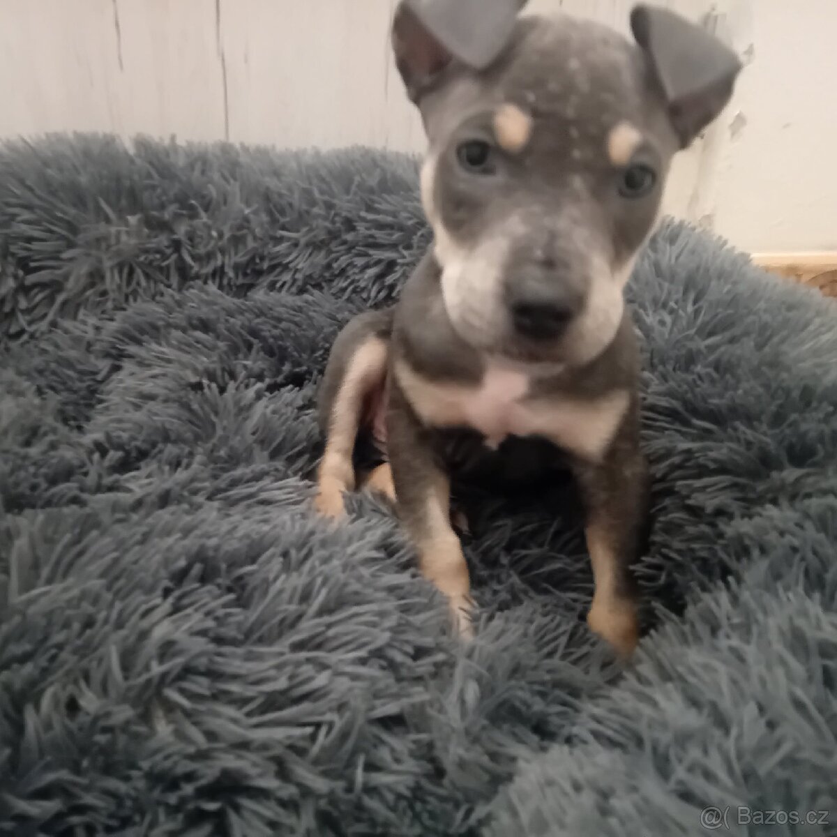 Stafordšírský bulterier/teriér - 2