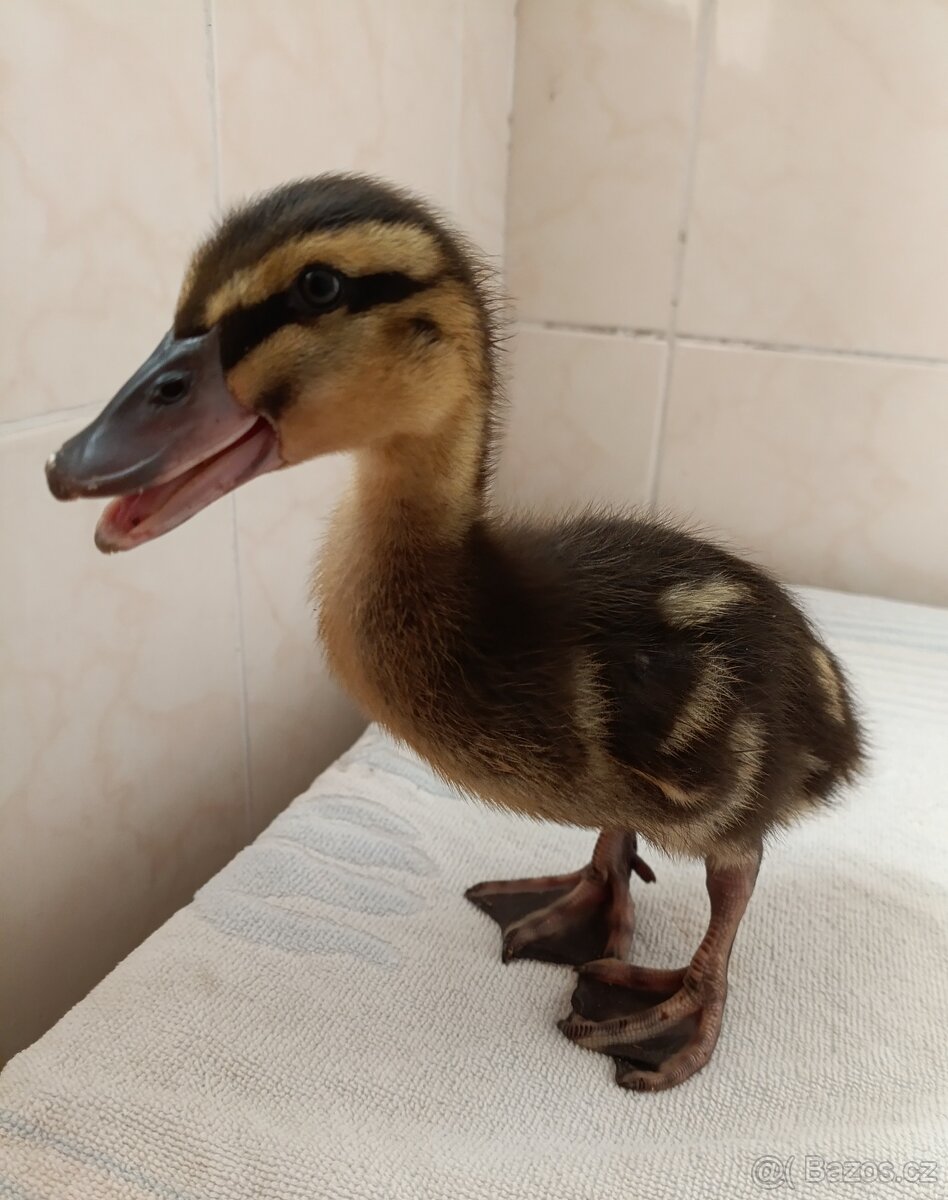 Prodám kachňata - 2