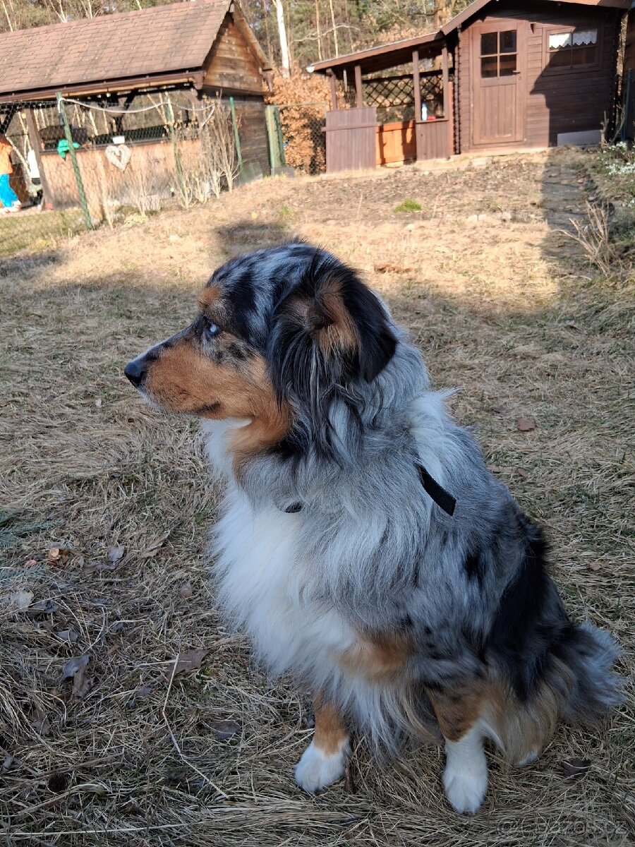 Jess hledám domov - 2