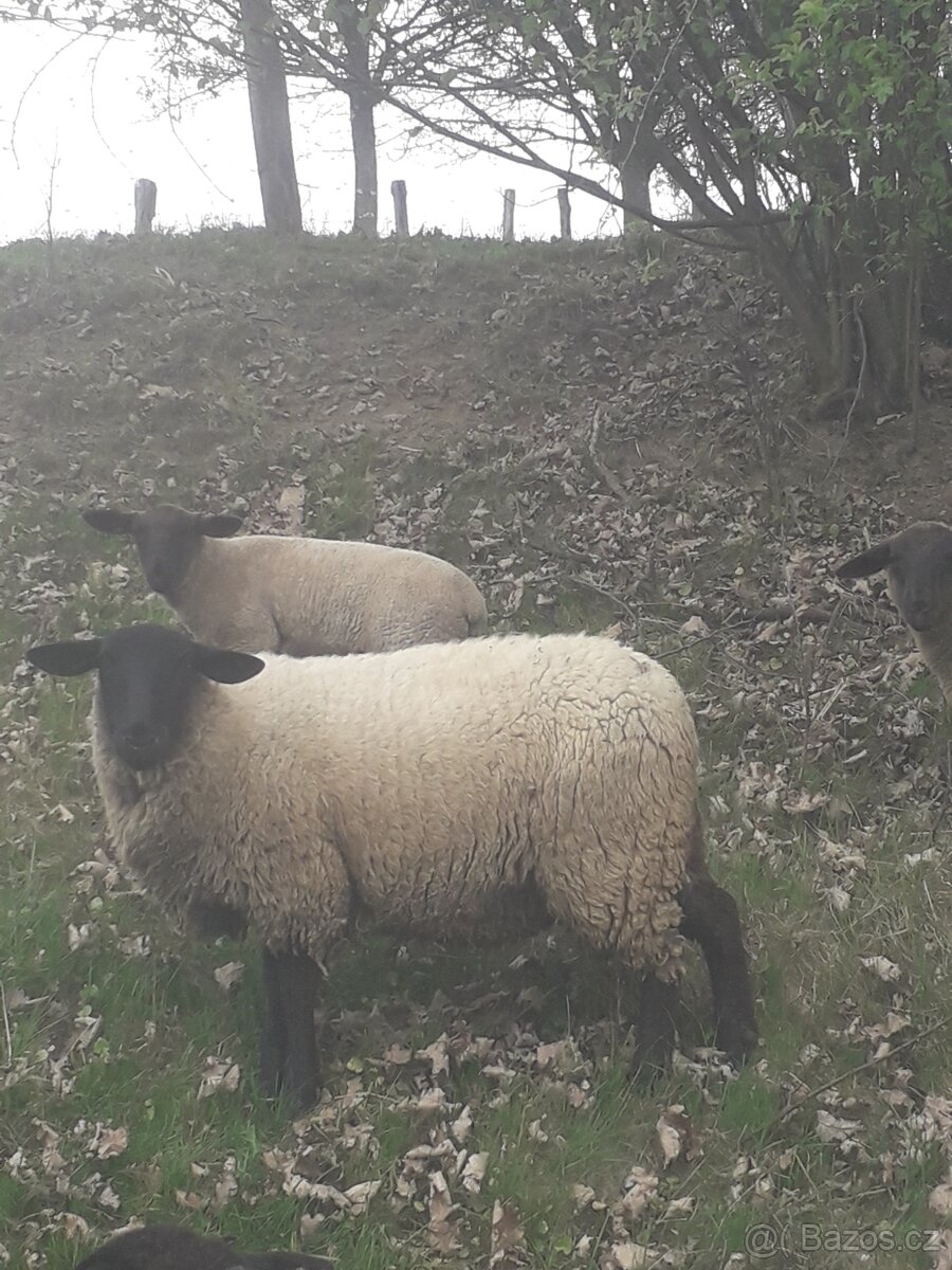 Ovce suffolk - 2