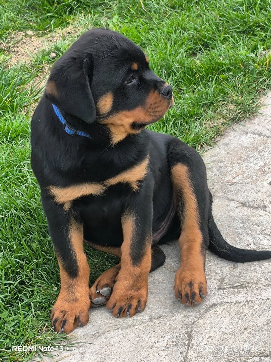 Rotvajler rtw rottweiler s pp - 2