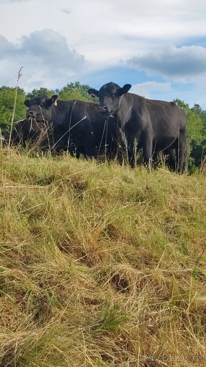Angus - 2