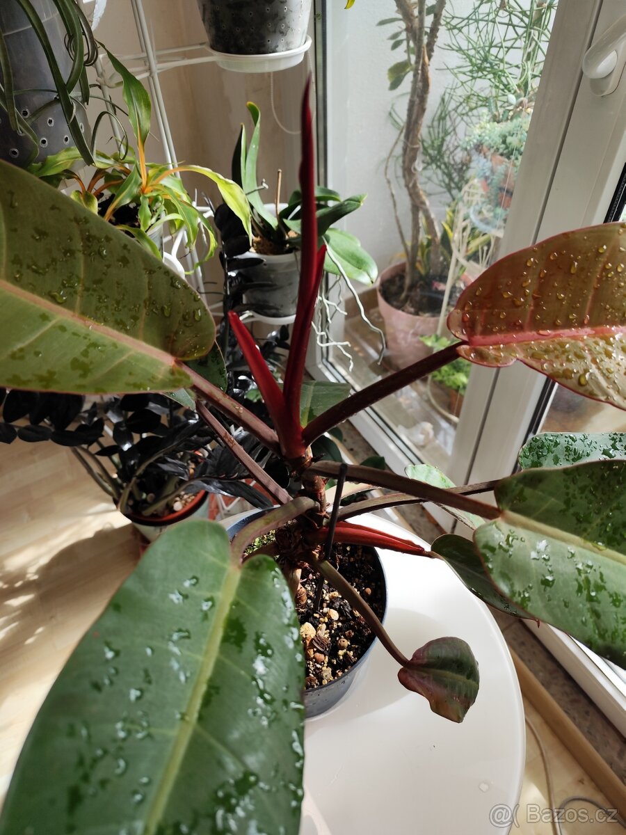 Prince of orange philodendron - 2