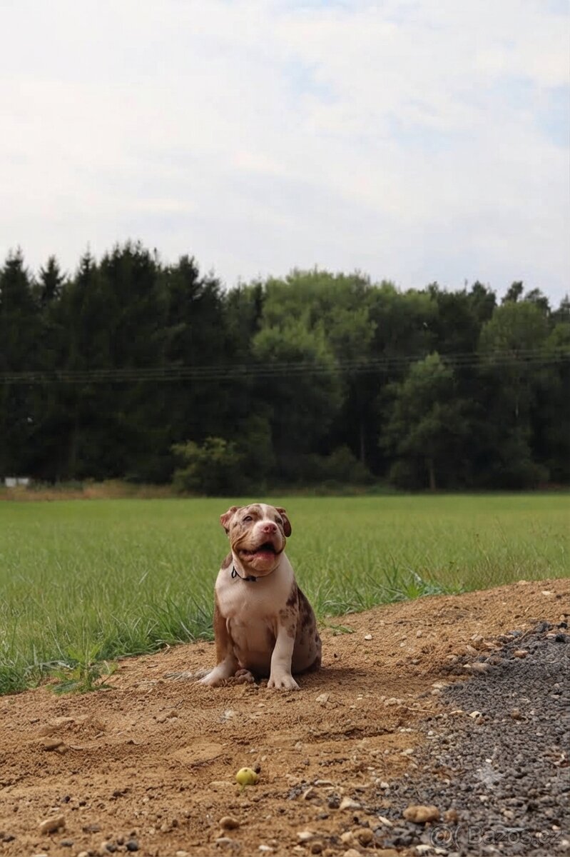 American bully - 2