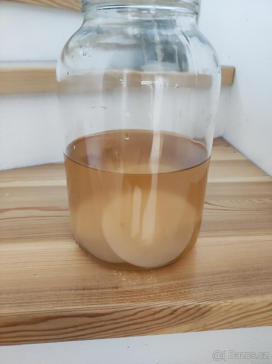 Kombucha houba - 2