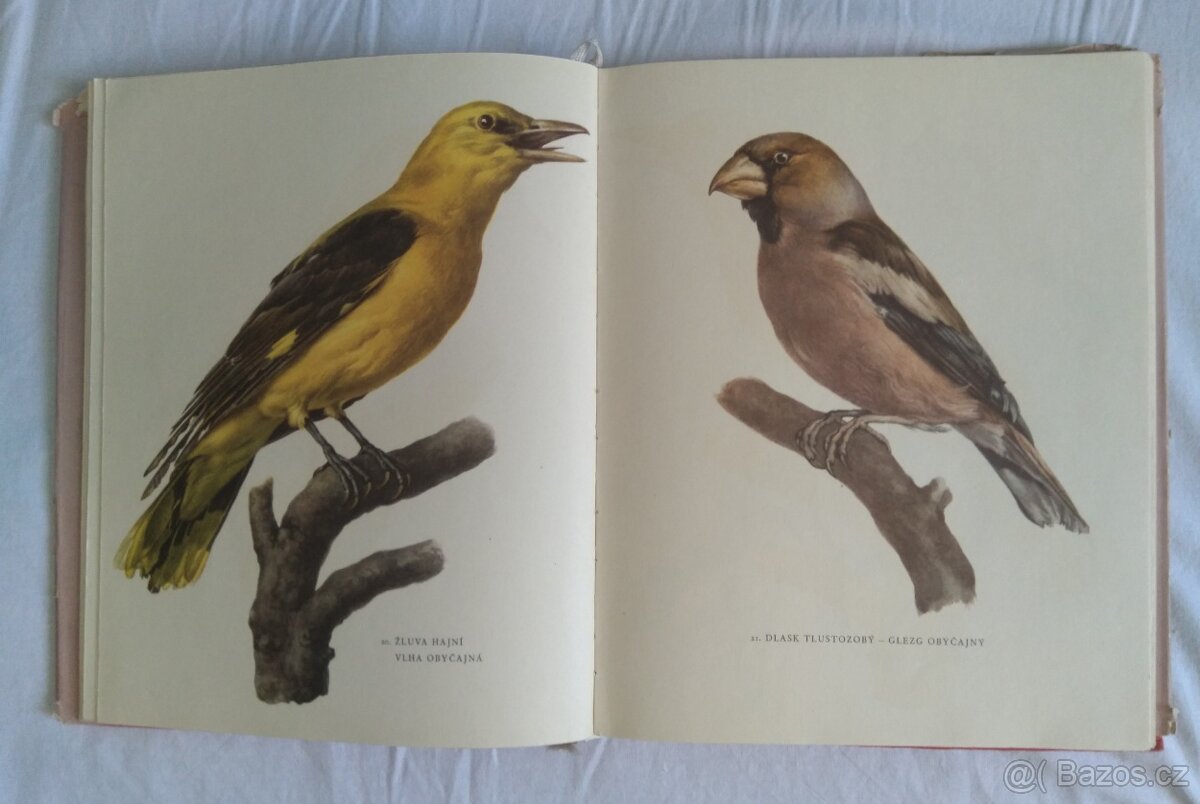 Predam: CHRANENE A UŽITEČNÉ PTACTVO - 2