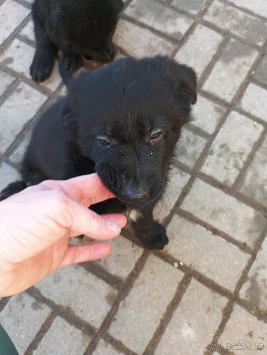 Německý ovčák - 2