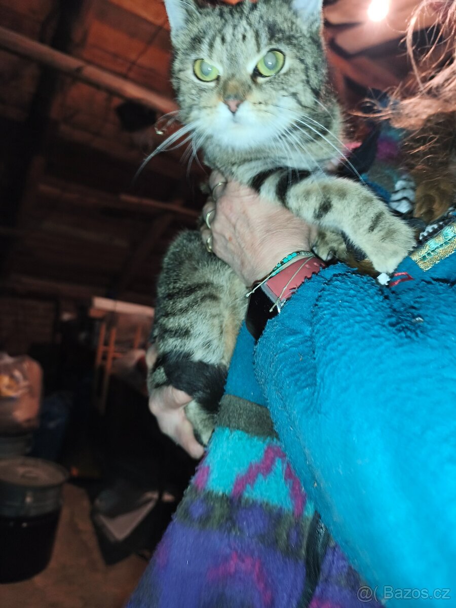 Daruji dvě kočičky - 2