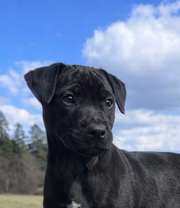 Patterdale teriér - 2