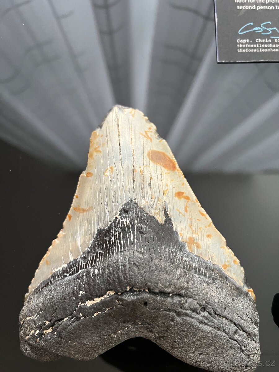 Megalodon - 2