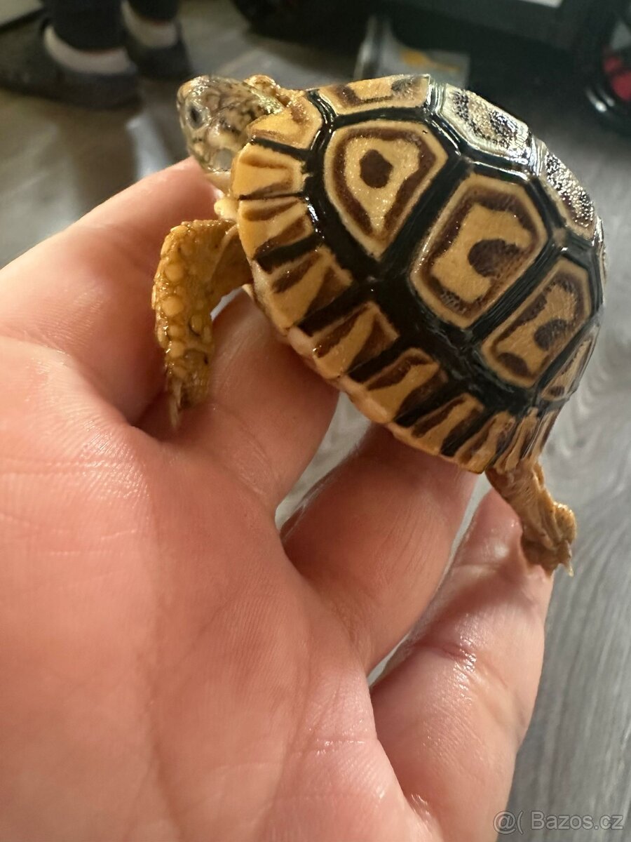 Želva pardáli - 2