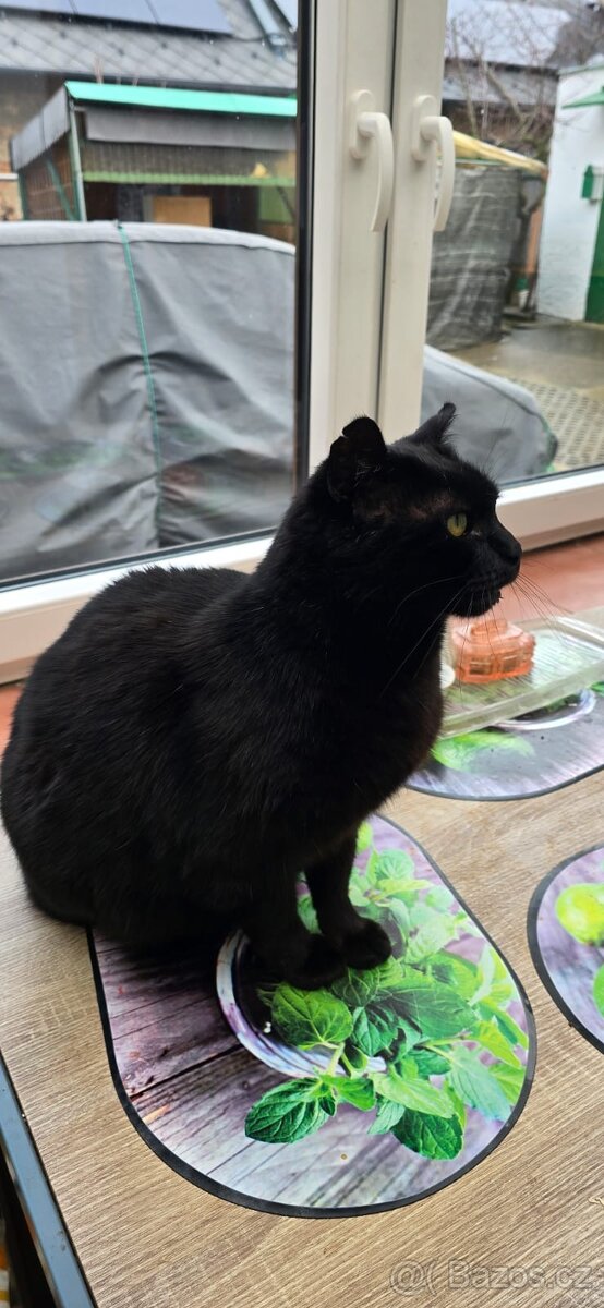 Osiřelý Čertík - 2