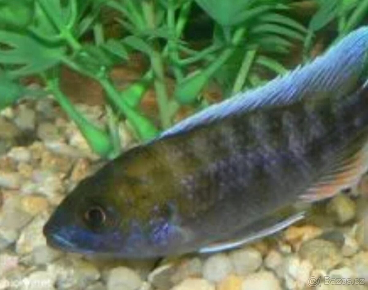 Prodám TLAMOVCE - 2