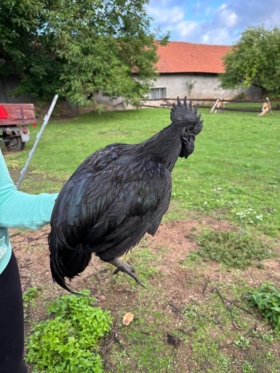 Ayam cemani kohout - 2