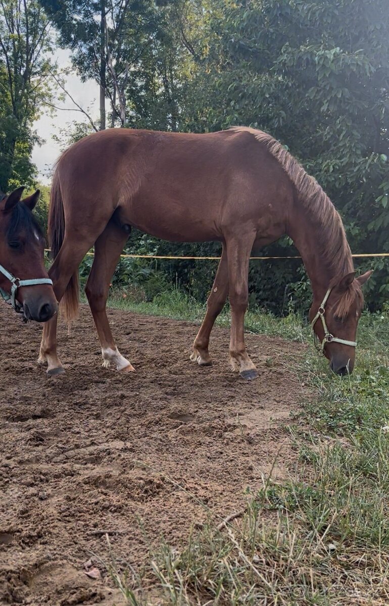 Prodám 2r Pony - 2