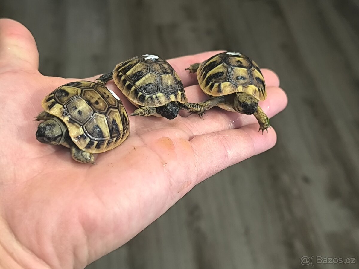 Želva zelenavá - 2