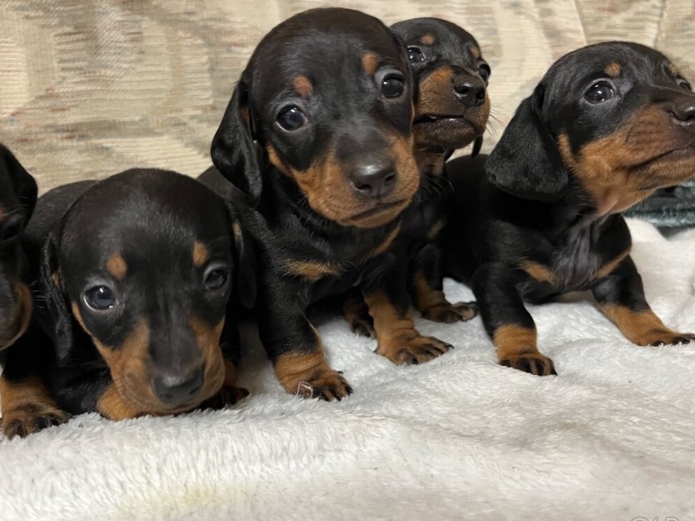 Jezevčík trpasličí - 2