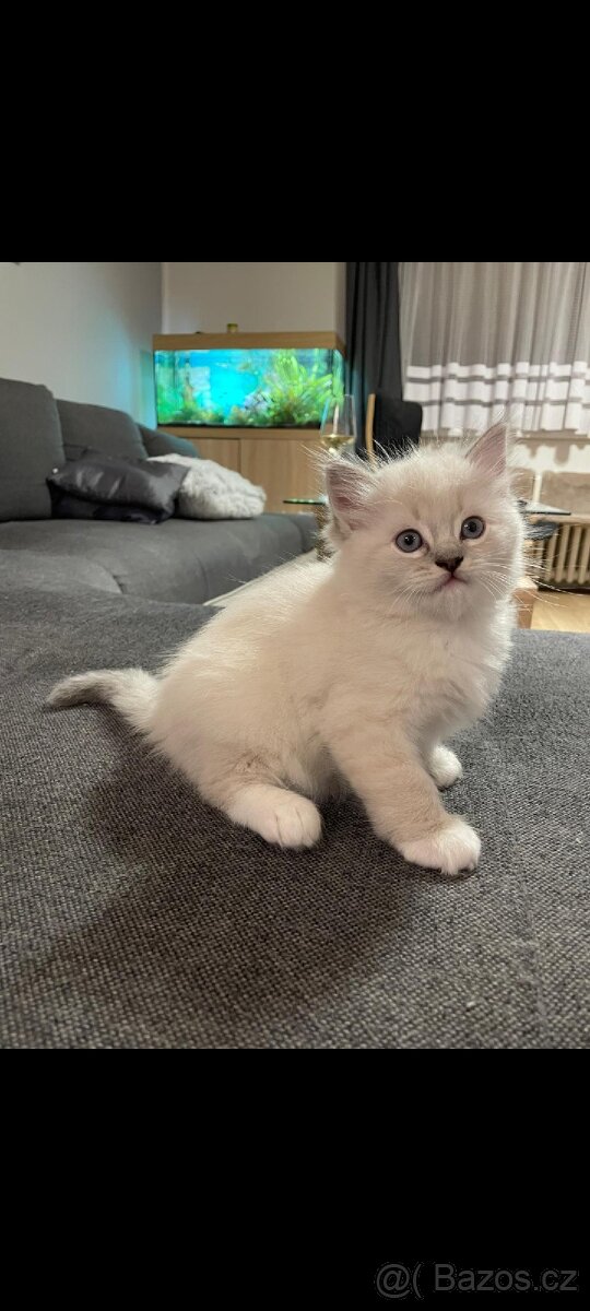 Koťátka Ragdoll - 2