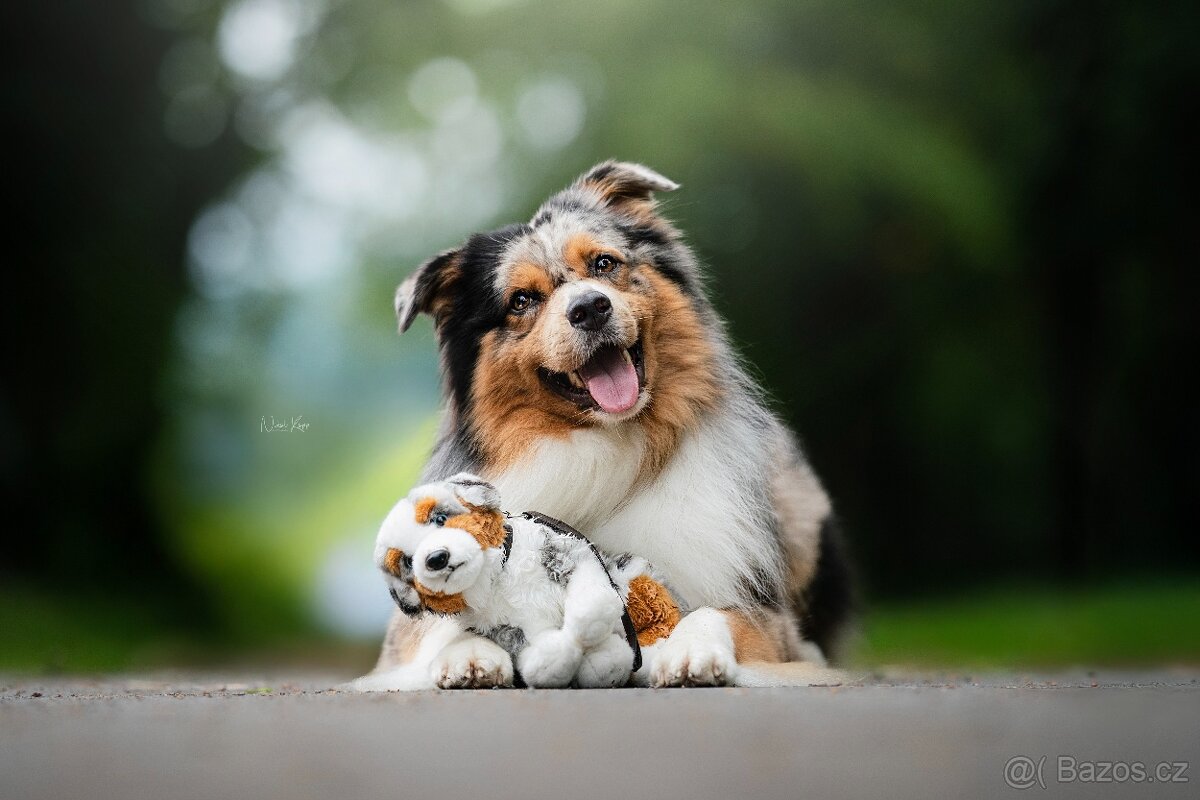 Australský ovčák - krytí chovným psem - 2