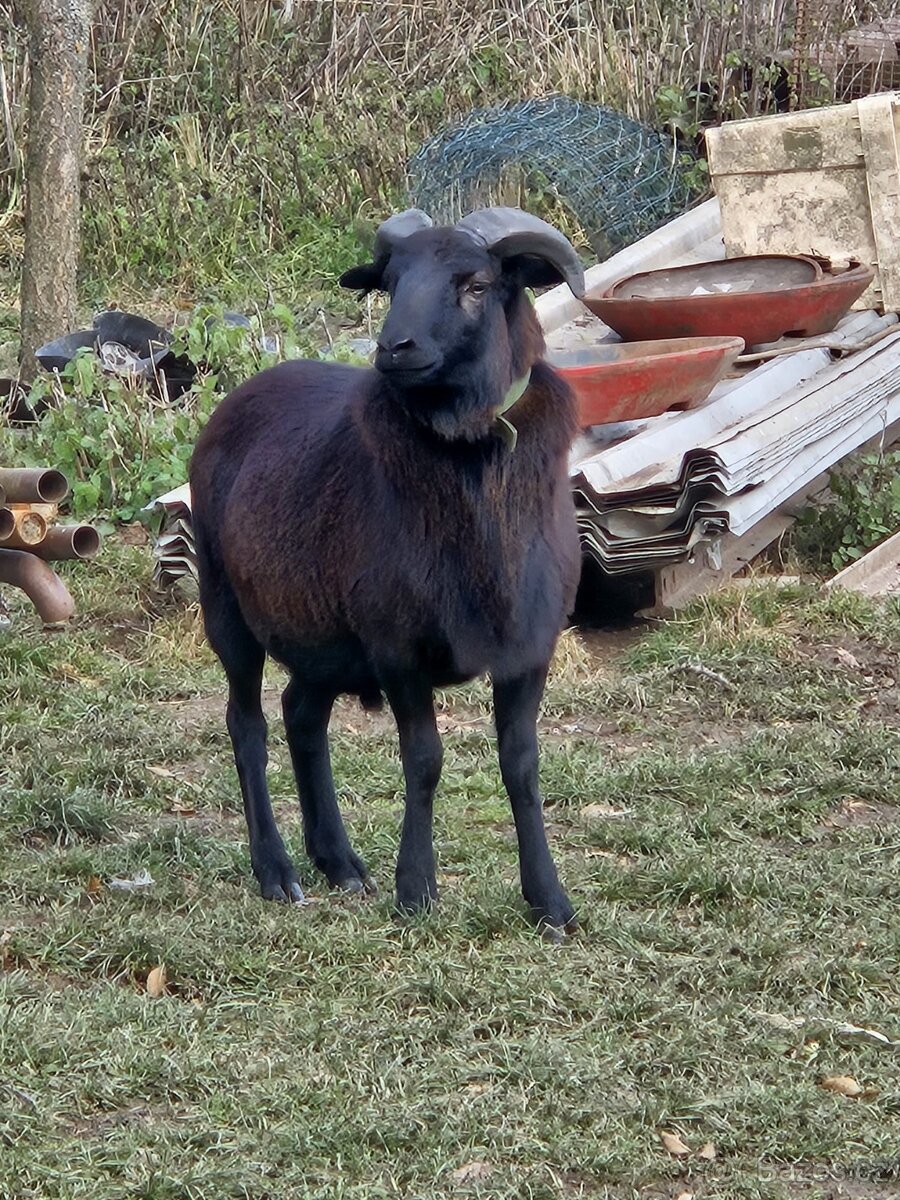 Kamerunský beran - 2