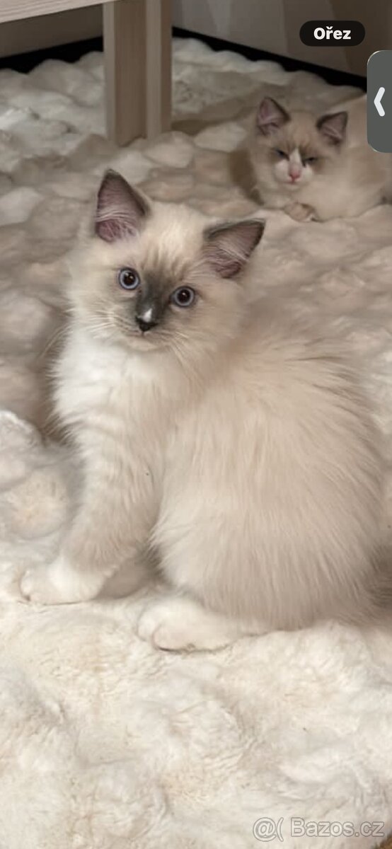 Ragdoll koťátka s PP - 2