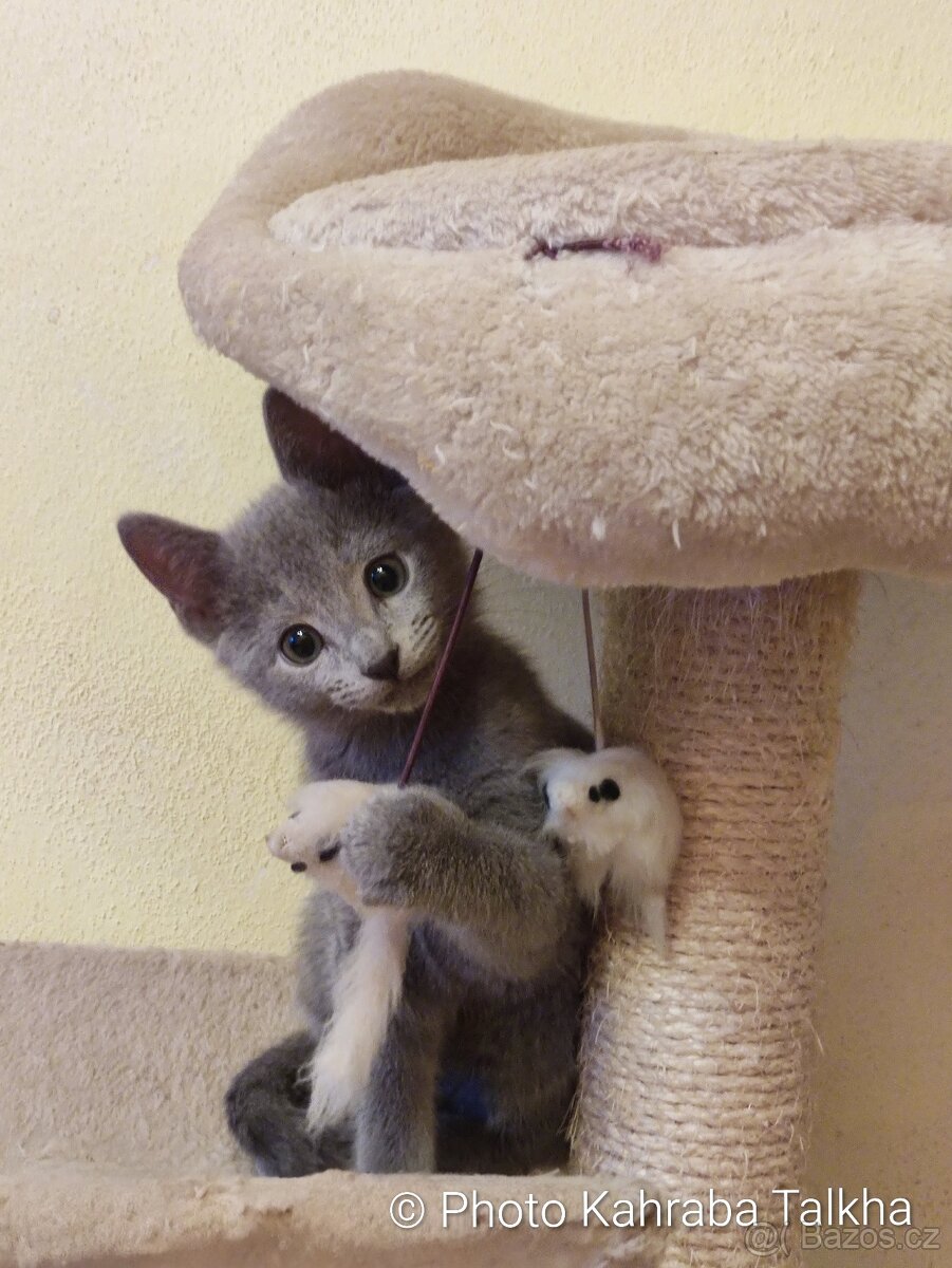 Ruská modrá kočka REZERVACE - 2