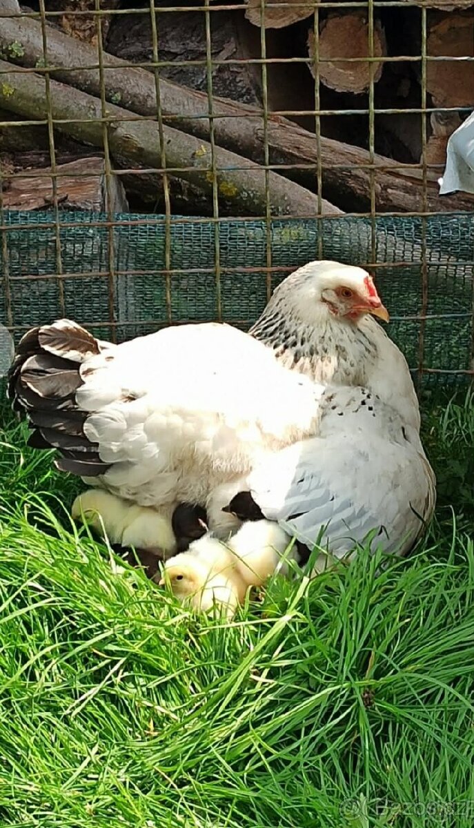 Nasadová vajíčka dvorkový mix - 2