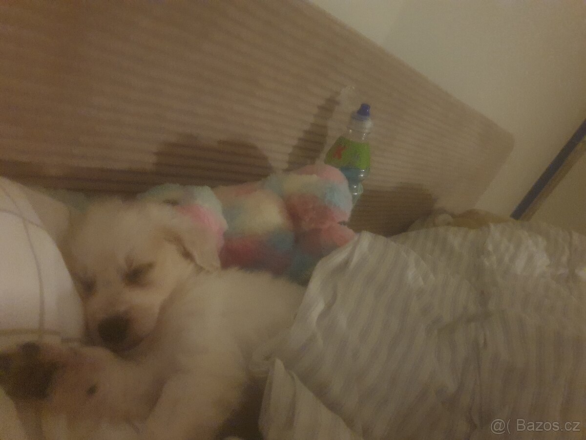 Stěně - 2