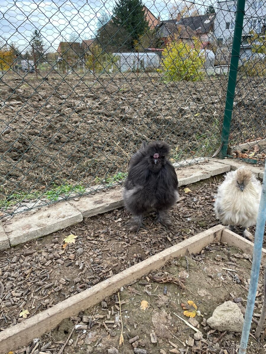 Hedvábnička kohout - 2