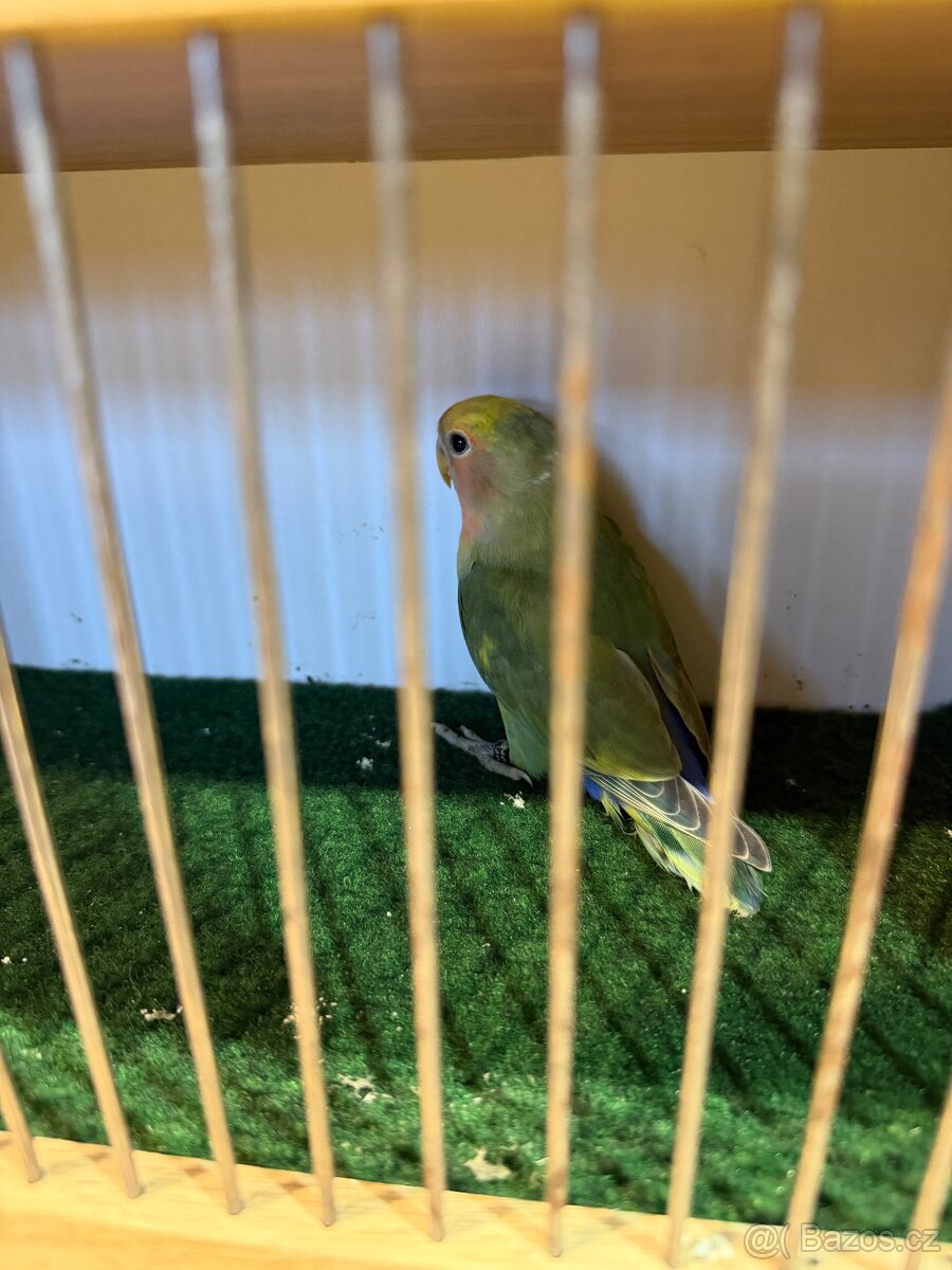 Agapornis ruzohrdlý letošní - 2