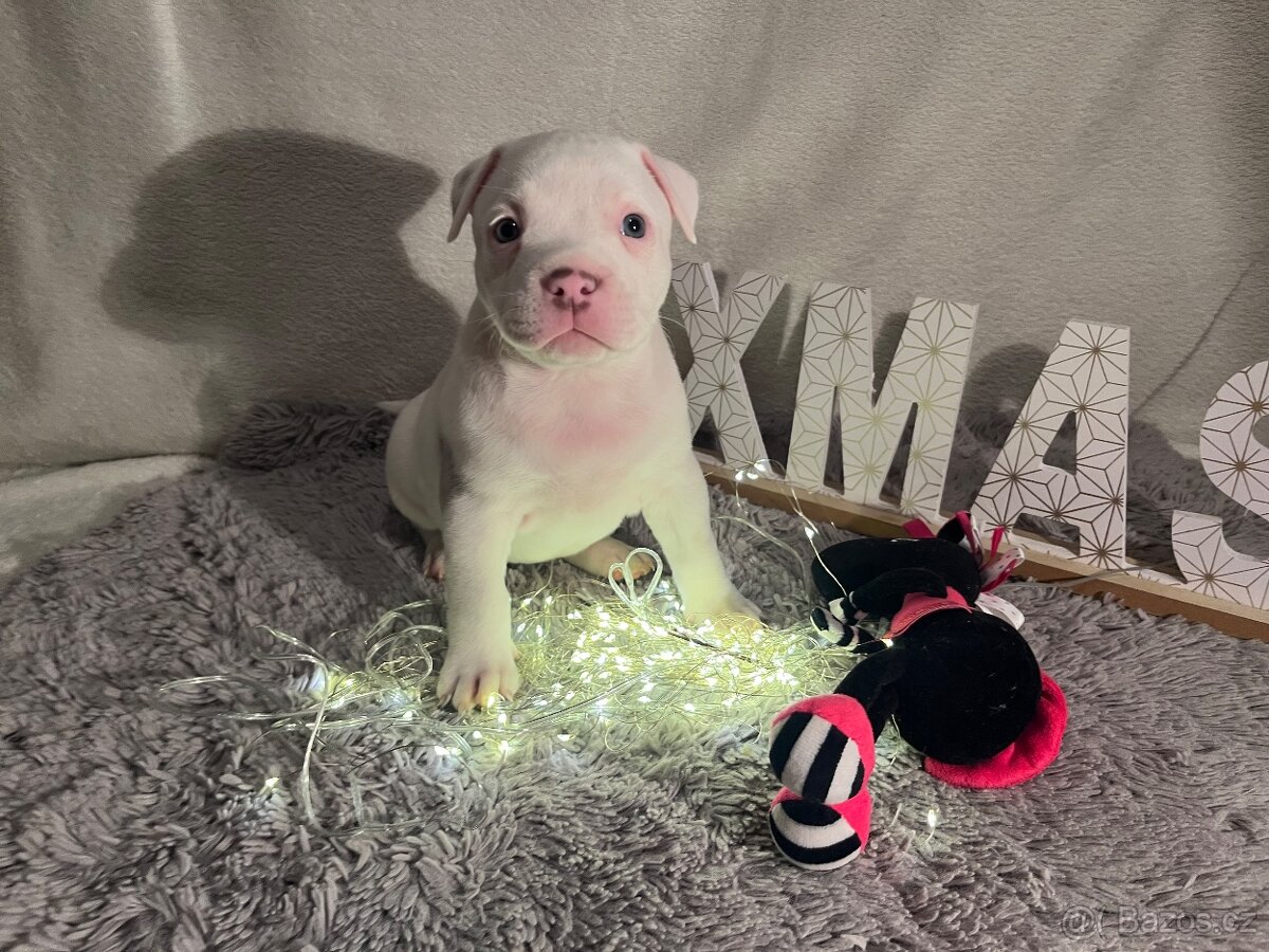 American bully pocket - 2